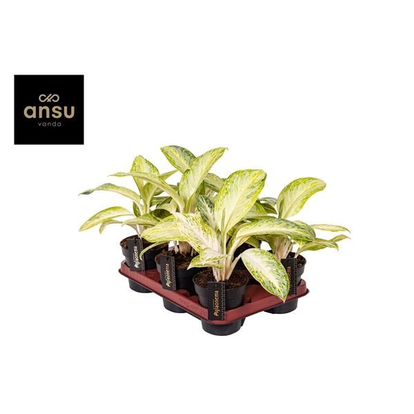 Горшечные цветы и растения оптом Aglaonema Arctic Lime от 6шт из Голландии с доставкой по России