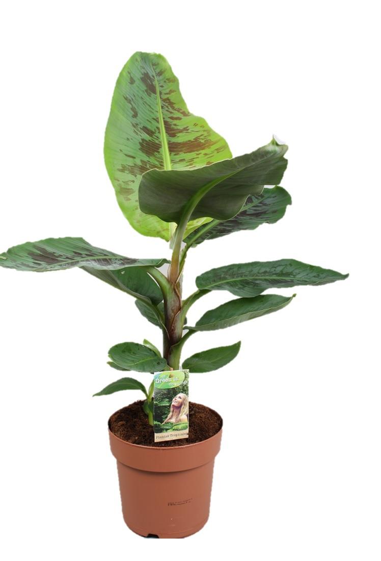 Горшечные цветы и растения оптом Musa Dwarf Cavendish от 1шт из Голландии с доставкой по России