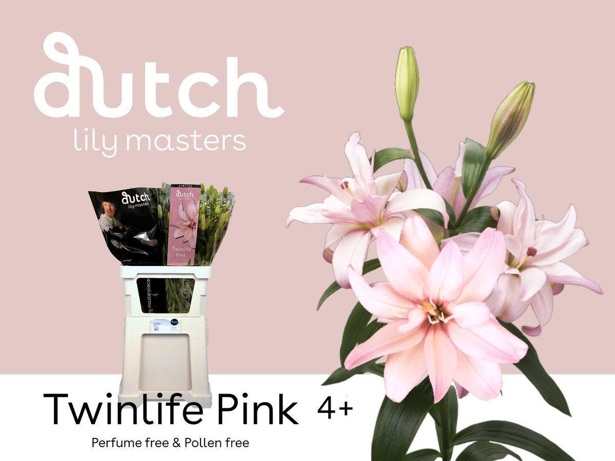 Срезанные цветы оптом Lilium az twinlife pink от 50шт из Голландии с доставкой по России