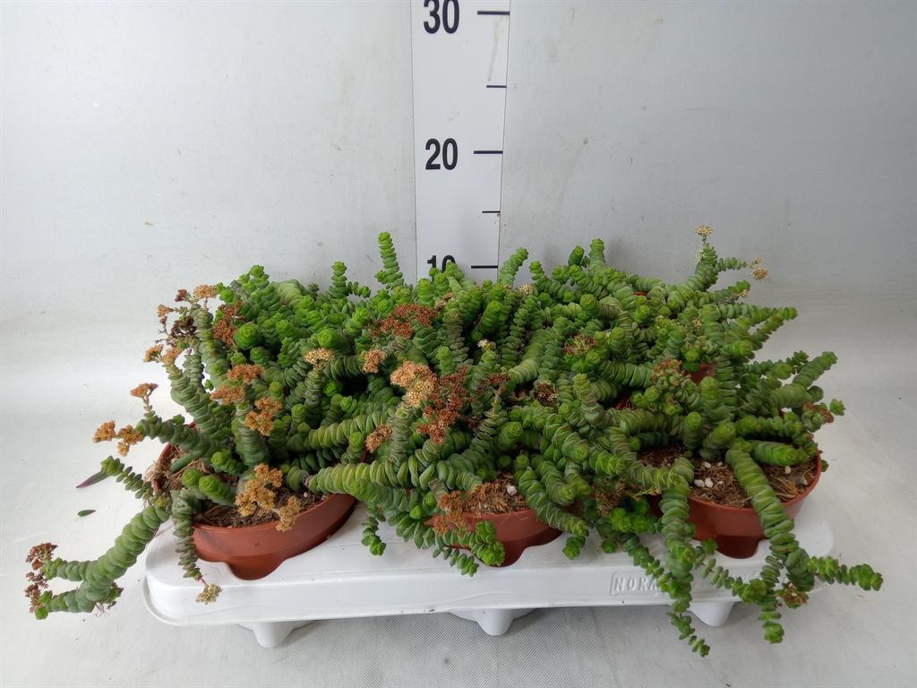 Горшечные цветы и растения оптом Crassula Marnieriana от 6шт из Голландии с доставкой по России
