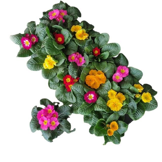 Горшечные цветы и растения оптом Prim Acaulis Gemengd от 14шт (для телеги) из Голландии с доставкой по России