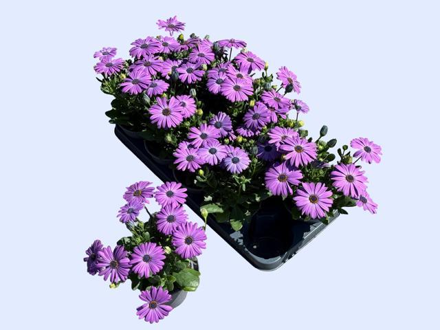 Горшечные цветы и растения оптом Osteo Fp Lavender P от 10шт из Голландии с доставкой по России