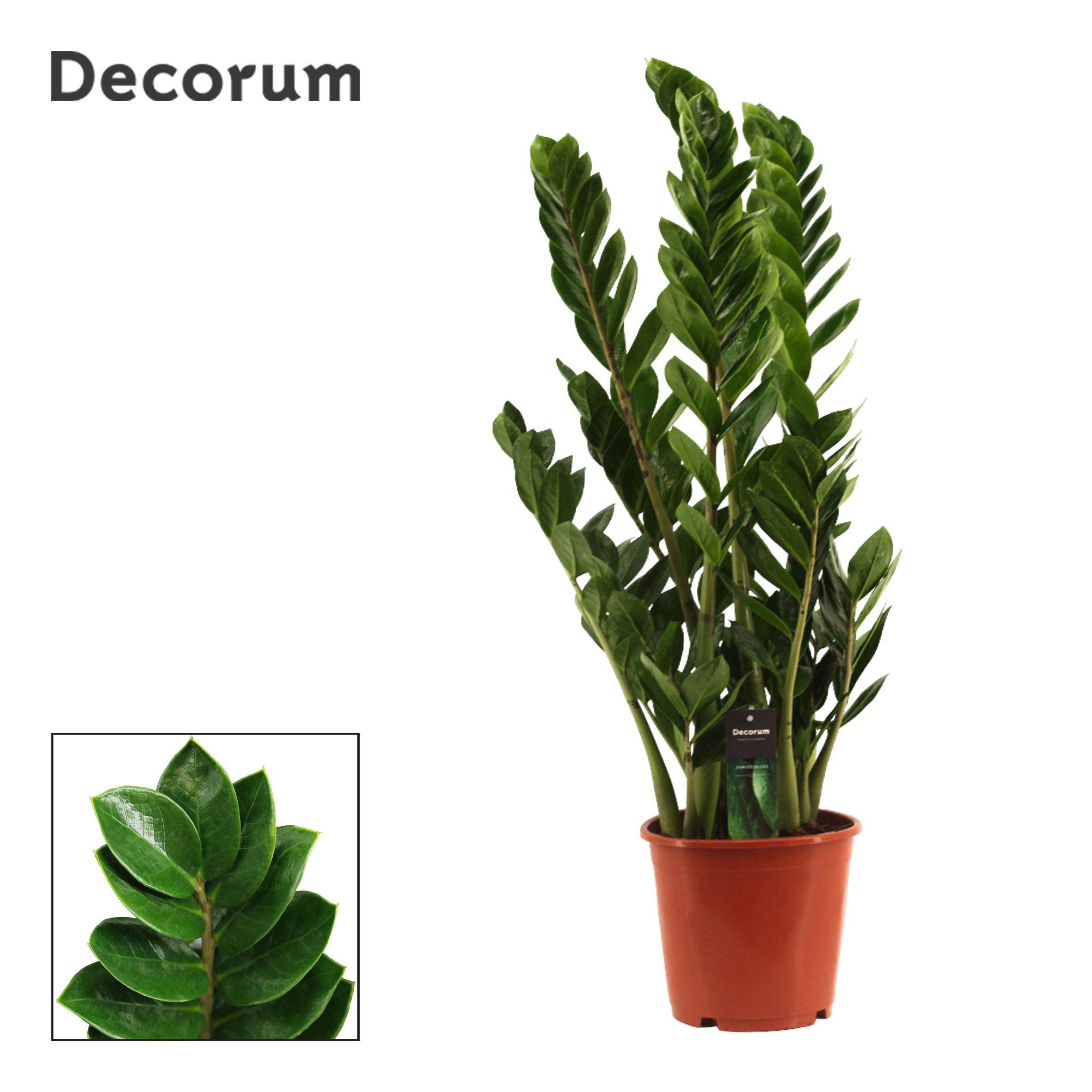 Горшечные цветы и растения оптом Zamioculcas 8+ (decorum) от 1шт из Голландии с доставкой по России
