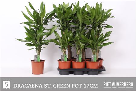 Горшечные цветы и растения оптом Dra Frag Steudneri 45-20 Cm от 6шт из Голландии с доставкой по России