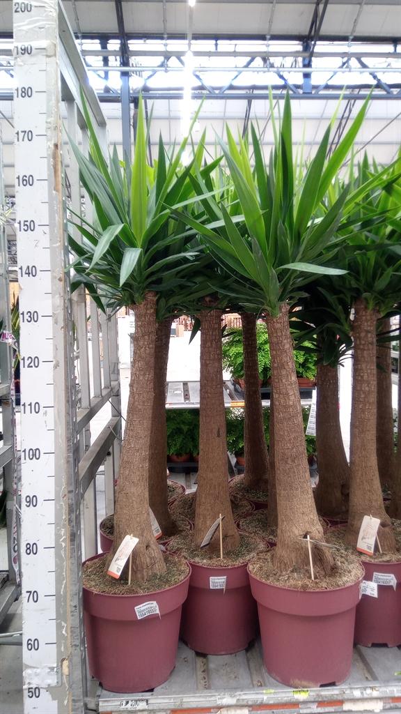 Горшечные цветы и растения оптом Yucca Elephantipes   ... от 1шт из Голландии с доставкой по России