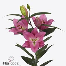 Срезанные цветы оптом Lilium or ibiza от 60шт из Голландии с доставкой по России