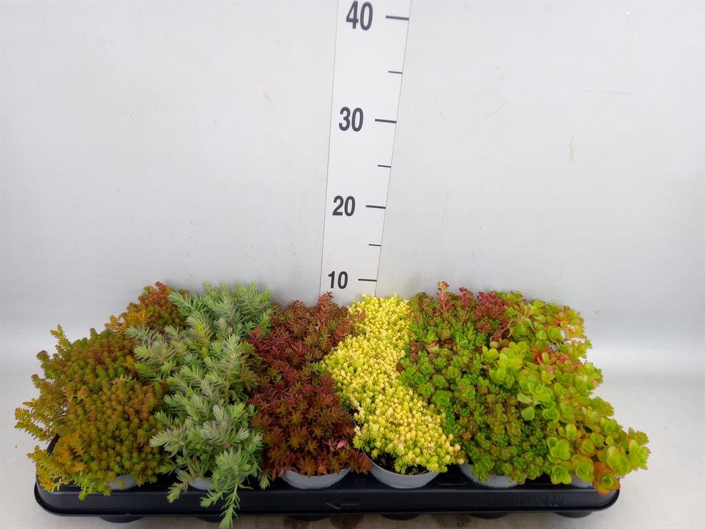Горшечные цветы и растения оптом Sedum   ... от 18шт (для телеги) из Голландии с доставкой по России