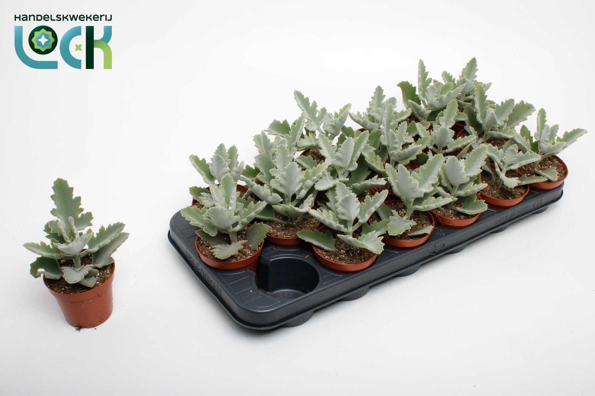 Горшечные цветы и растения оптом Kalanchoe Beharensis Light от 18шт (для телеги) из Голландии с доставкой по России