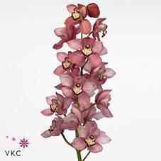 Срезанные цветы оптом Cymbidium pink sky scraper от 6шт из Голландии с доставкой по России
