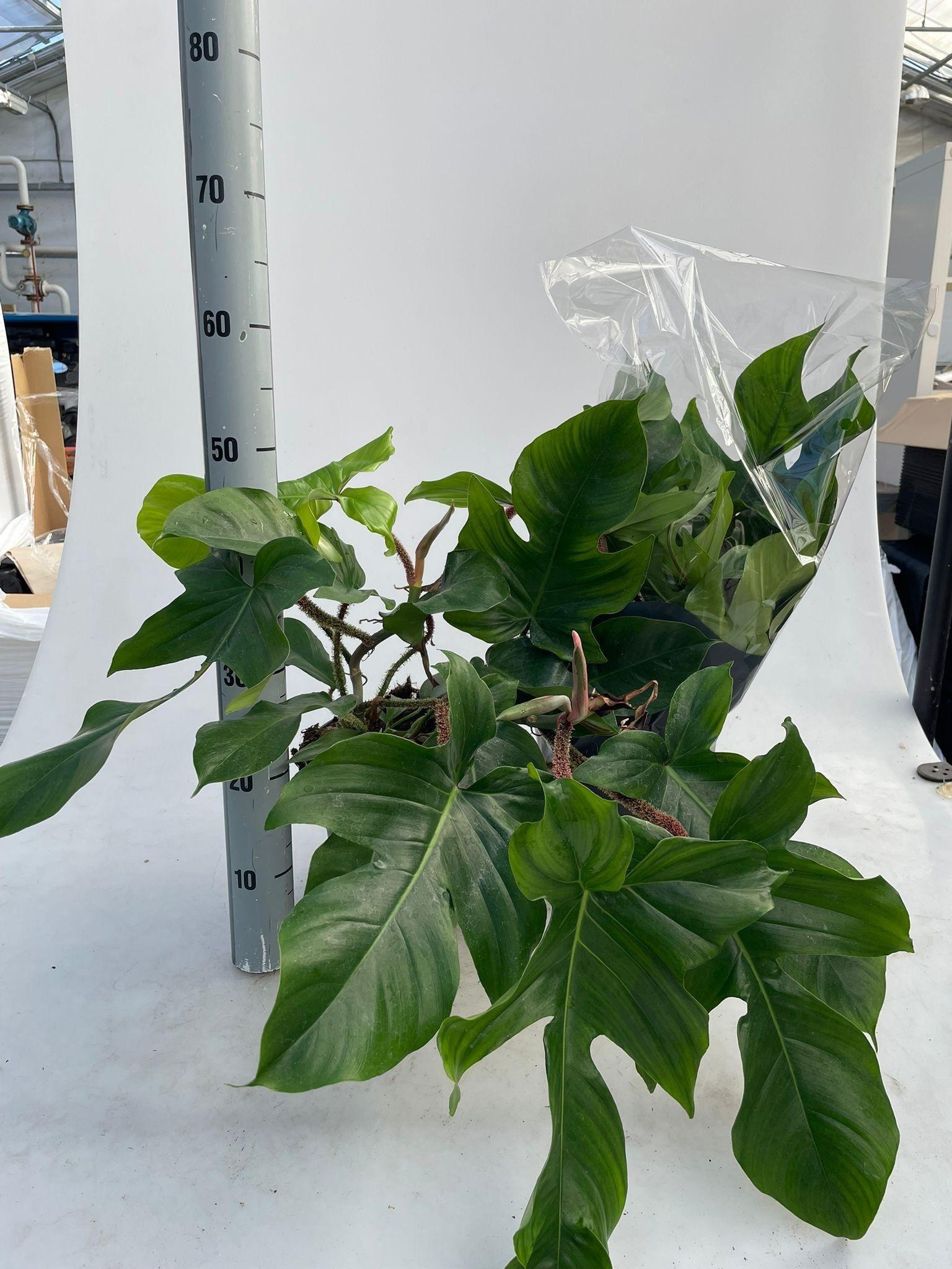 Горшечные цветы и растения оптом Phil Squamiferum от 1шт из Голландии с доставкой по России