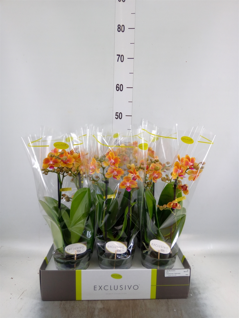 Горшечные цветы и растения оптом Phalaenopsis Multi.   ...orange от 6шт из Голландии с доставкой по России