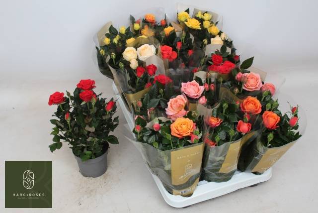 Горшечные цветы и растения оптом Ro Kordan Grande Gem от 15шт из Голландии с доставкой по России