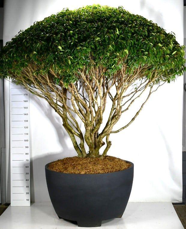 Горшечные цветы и растения оптом Prunus Lusitanica от 1шт из Голландии с доставкой по России