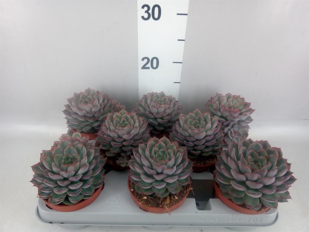 Горшечные цветы и растения оптом Echeveria hercules от 8шт из Голландии с доставкой по России