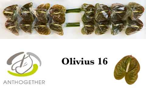 Срезанные цветы оптом Anthurium olivius от 16шт из Голландии с доставкой по России