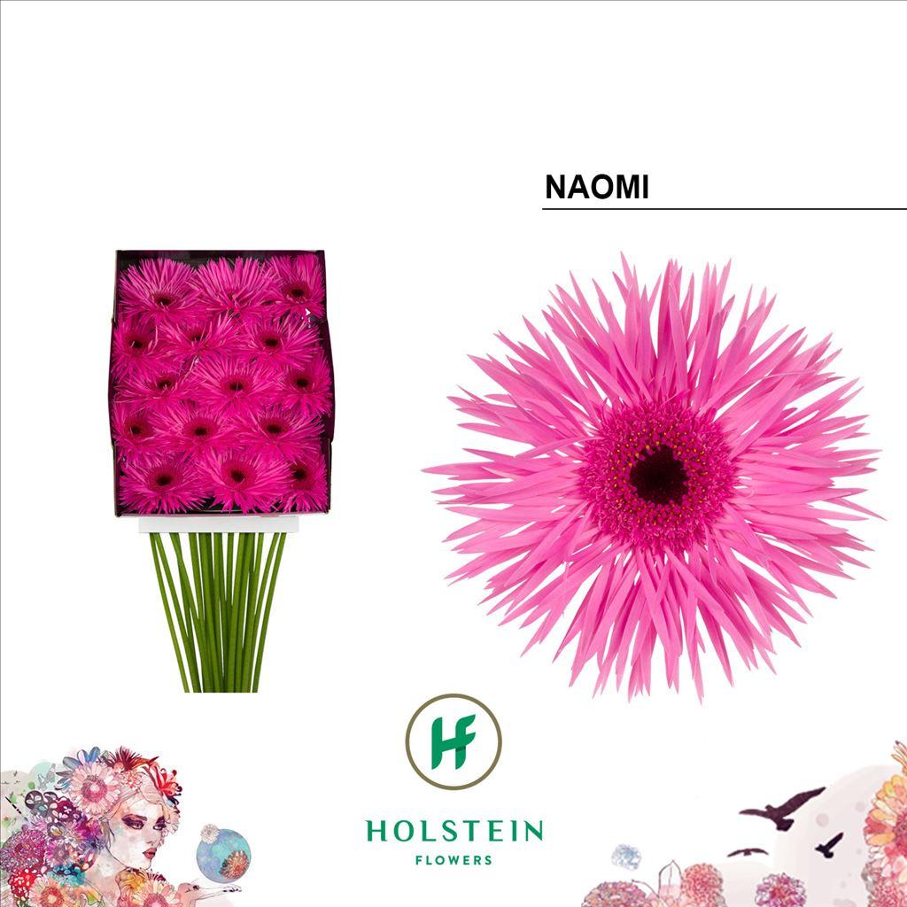 Срезанные цветы оптом Gerbera diamond gerspider naomi от 15шт из Голландии с доставкой по России