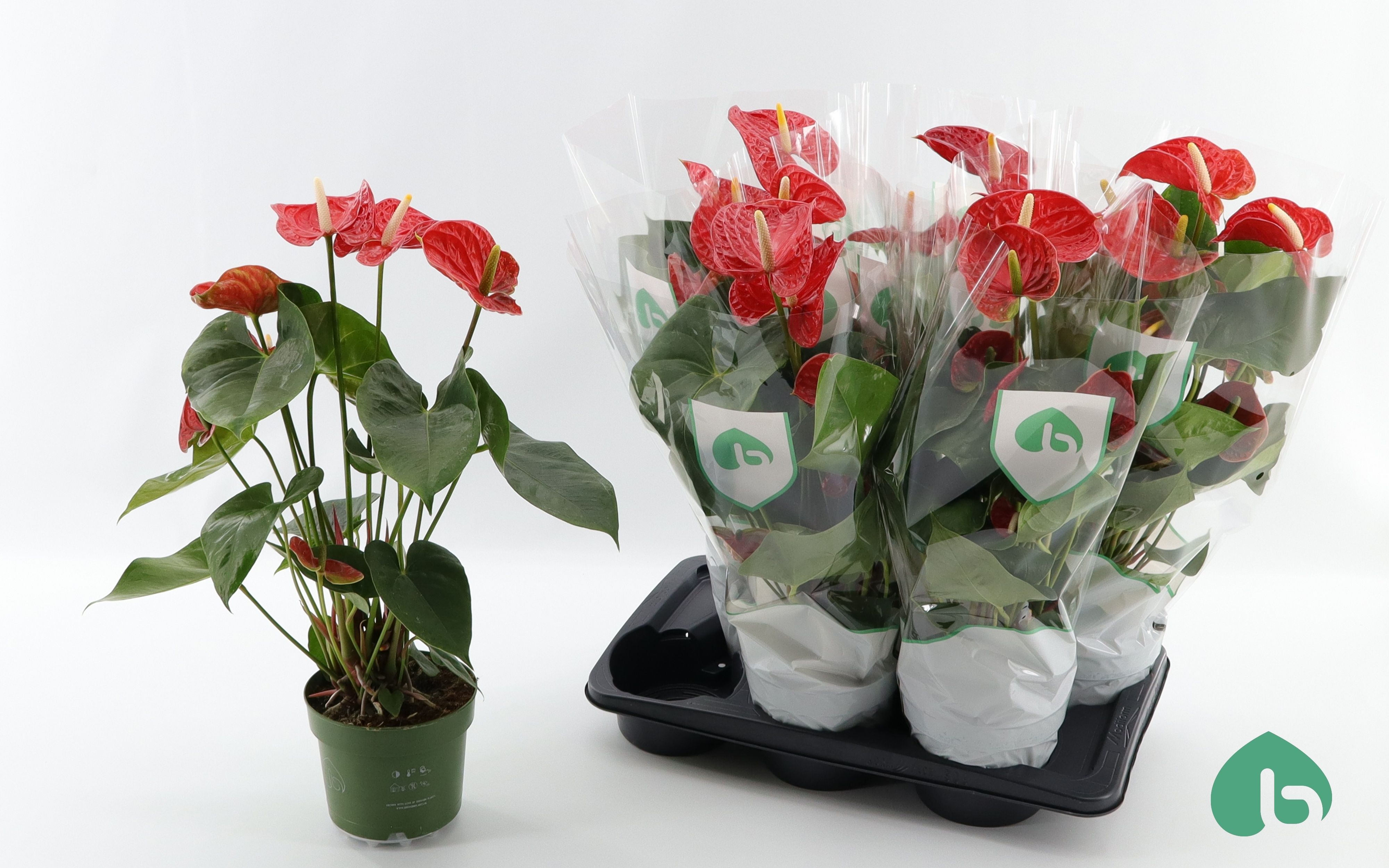 Горшечные цветы и растения оптом Anthu An Arebo от 6шт из Голландии с доставкой по России