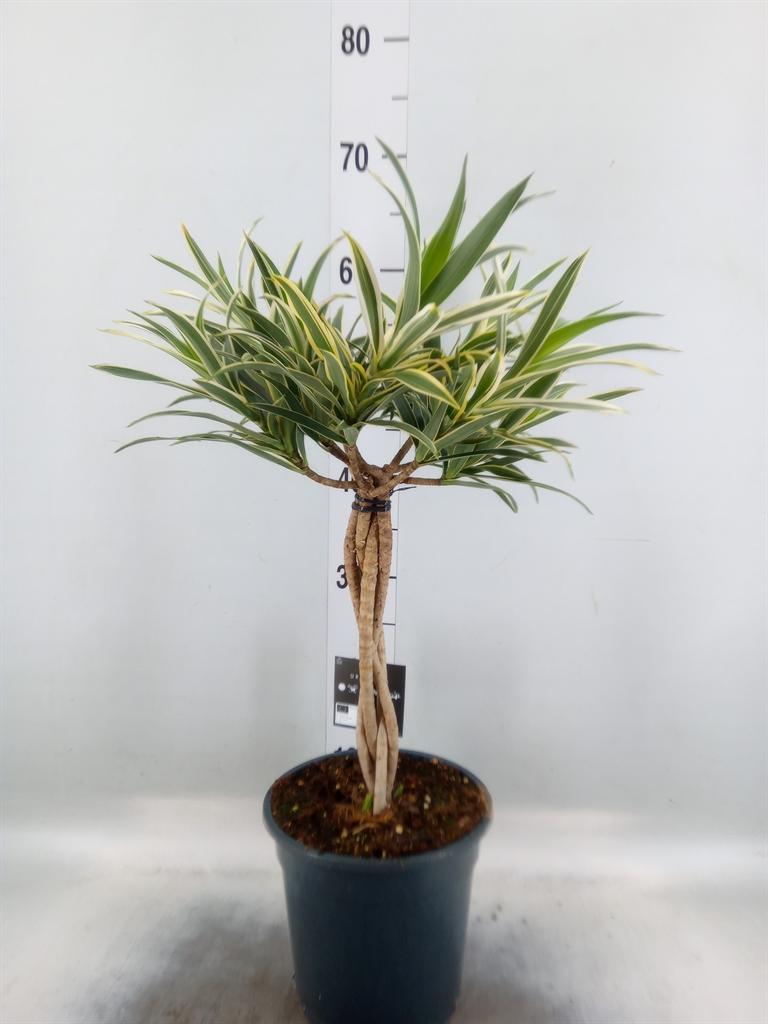 Горшечные цветы и растения оптом Dracaena Refl.   ... от 1шт из Голландии с доставкой по России
