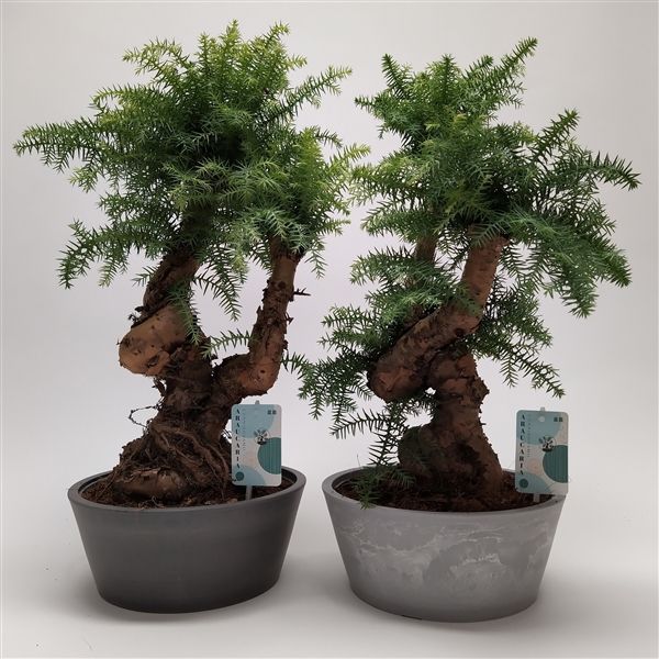 Горшечные цветы и растения оптом Bonsai Araucaria Cunninghamii от 2шт из Голландии с доставкой по России