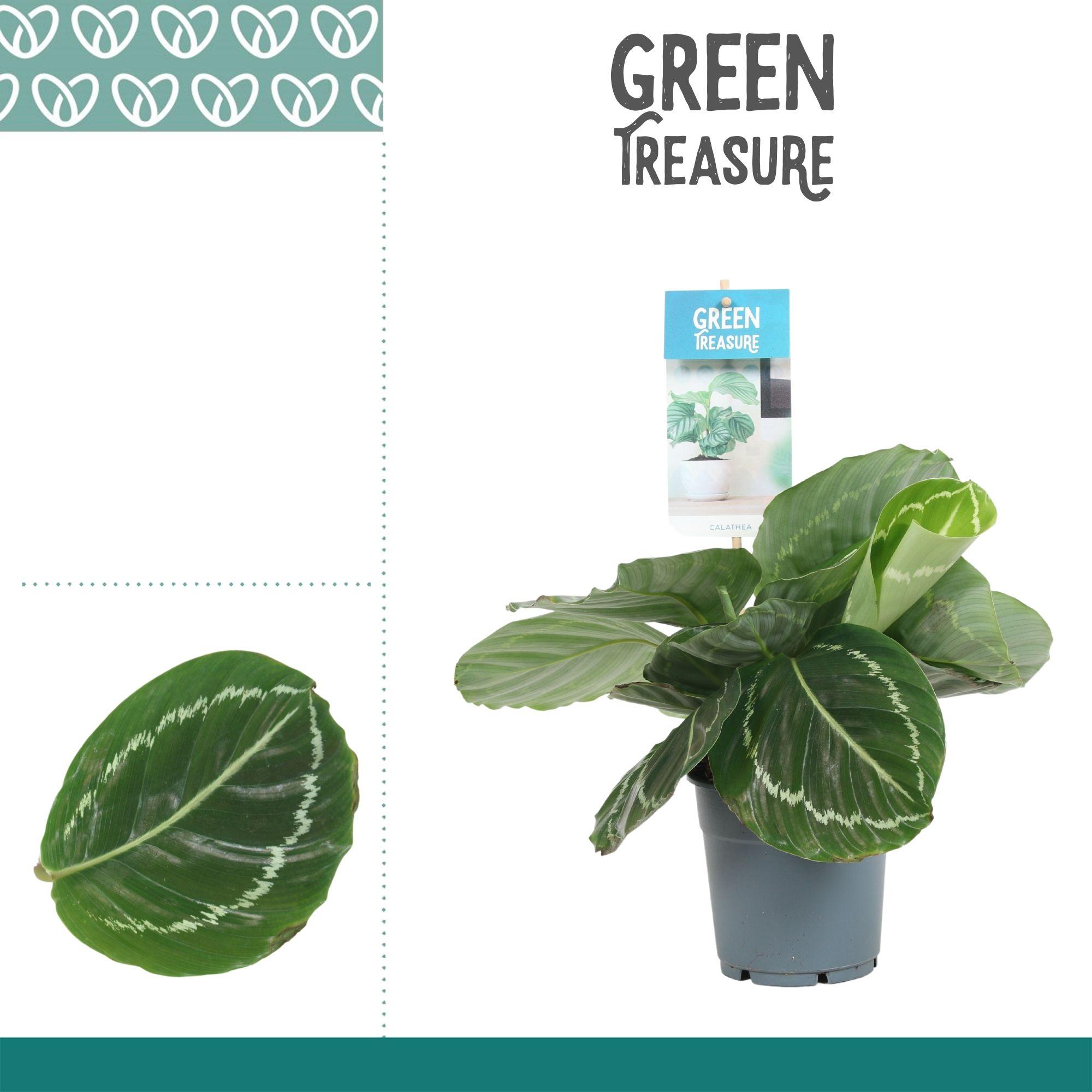 Горшечные цветы и растения оптом Calathea Grimson Green от 6шт из Голландии с доставкой по России