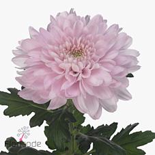 Срезанные цветы оптом Chrys bl petrushka от 120шт из Голландии с доставкой по России