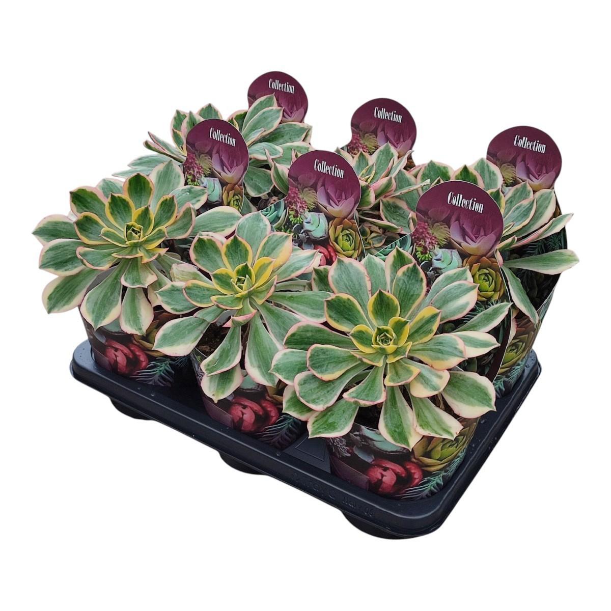 Горшечные цветы и растения оптом Aeonium Sunburst Potcover от 6шт из Голландии с доставкой по России