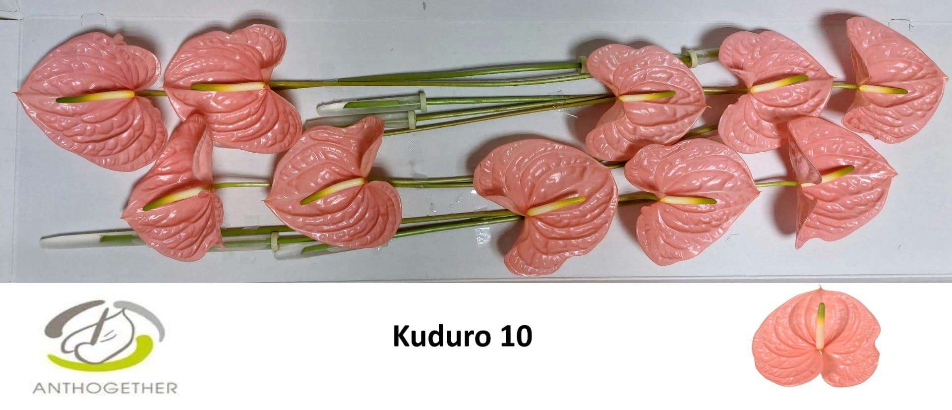 Срезанные цветы оптом Anthurium kuduro от 10шт из Голландии с доставкой по России