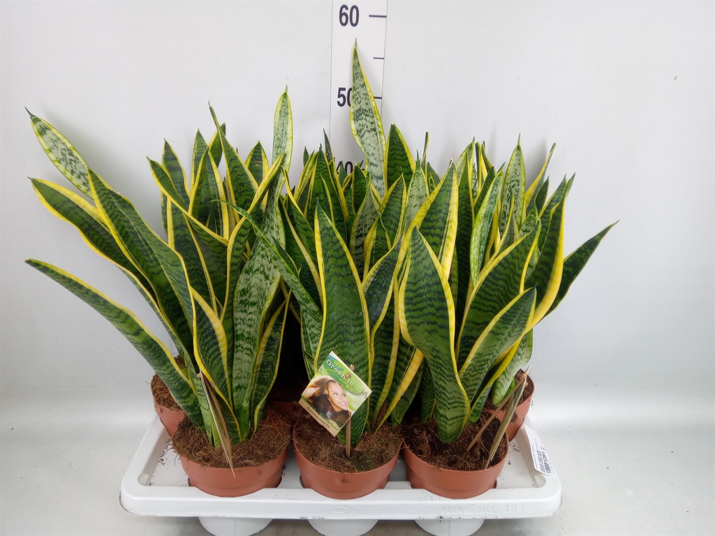 Горшечные цветы и растения оптом Sansevieria Laurentii от 7шт из Голландии с доставкой по России