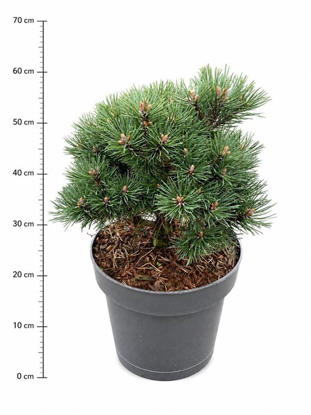 Горшечные цветы и растения оптом Pinus Mugo Mops от 1шт из Голландии с доставкой по России