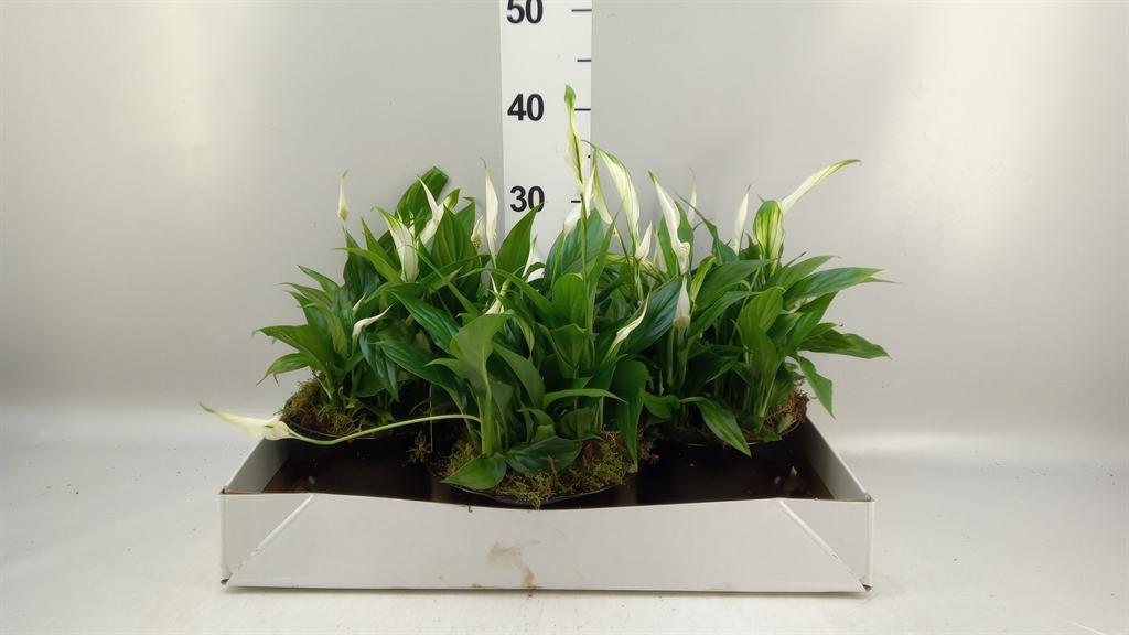 Горшечные цветы и растения оптом Spathiphyllum pearl Cupido от 3шт из Голландии с доставкой по России
