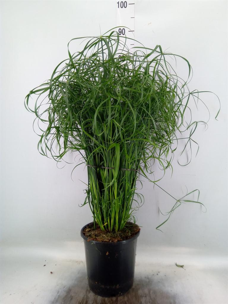 Горшечные цветы и растения оптом Cyperus Alternifolius от 1шт из Голландии с доставкой по России