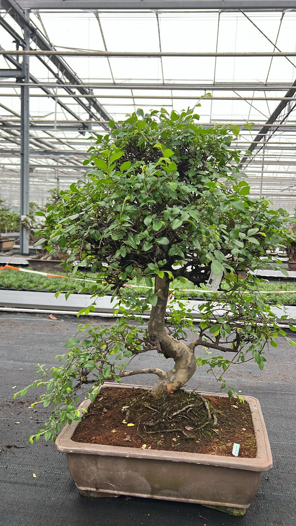 Горшечные цветы и растения оптом Zelkova Parvifolia, Pot 50 Cm., Height 90cm (singl от 1шт из Голландии с доставкой по России