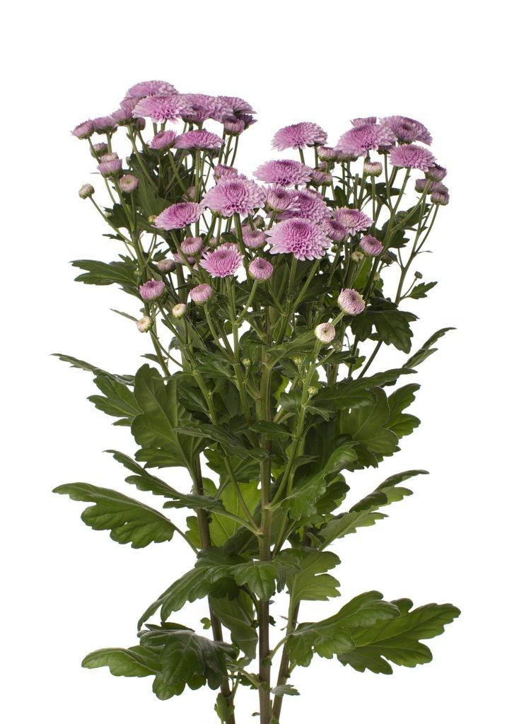 Срезанные цветы оптом Chrys sp inca pink от 80шт из Голландии с доставкой по России