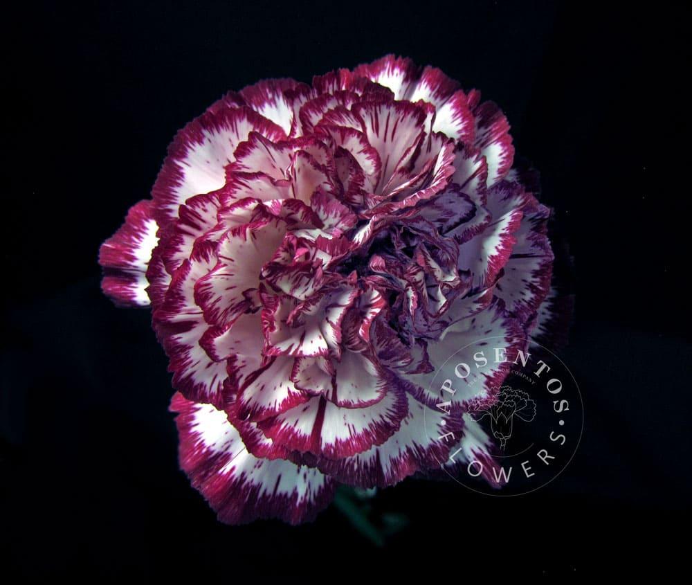 Срезанные цветы оптом Dianthus st baccarat от 80шт из Голландии с доставкой по России
