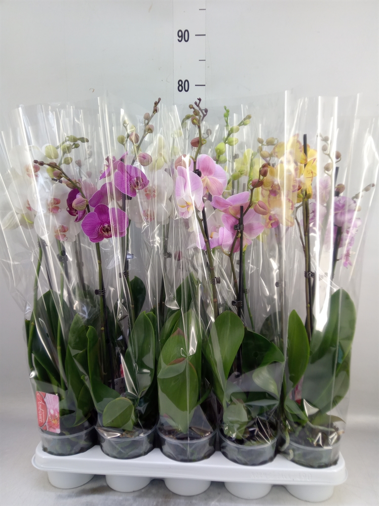 Горшечные цветы и растения оптом Phalaenopsis   ...mix от 10шт из Голландии с доставкой по России