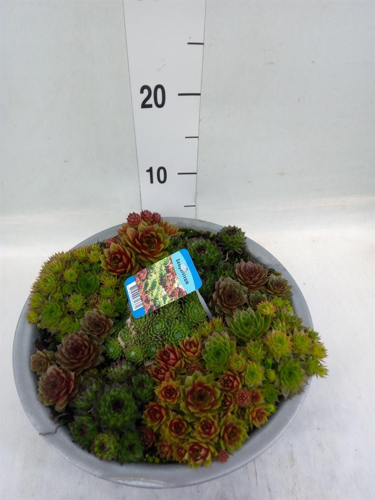 Горшечные цветы и растения оптом Sempervivum   ... от 1шт из Голландии с доставкой по России