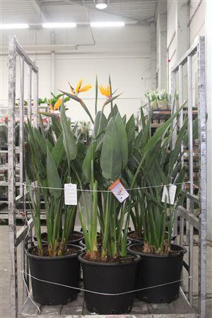 Горшечные цветы и растения оптом Strelitzia Regin Bl 4-5 Pp 3 Bloemen+ от 1шт из Голландии с доставкой по России