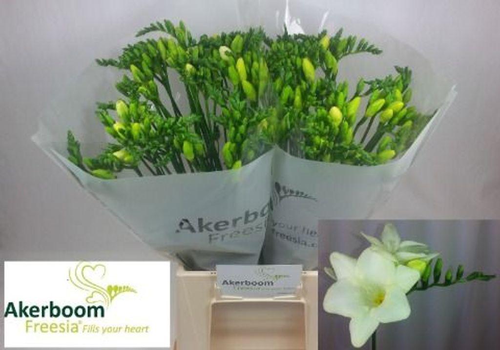 Срезанные цветы оптом Freesia si ambiance от 100шт из Голландии с доставкой по России