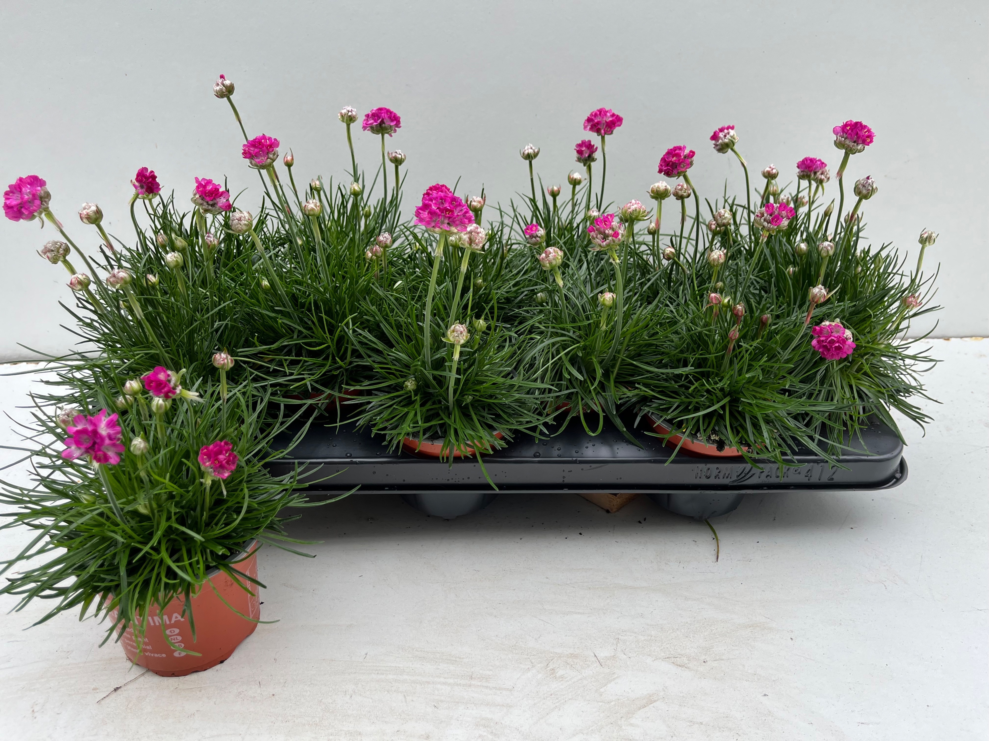 Горшечные цветы и растения оптом Arme Mar Rosea от 12шт из Голландии с доставкой по России