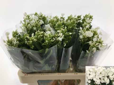 Срезанные цветы оптом Phlox snowy от 50шт из Голландии с доставкой по России