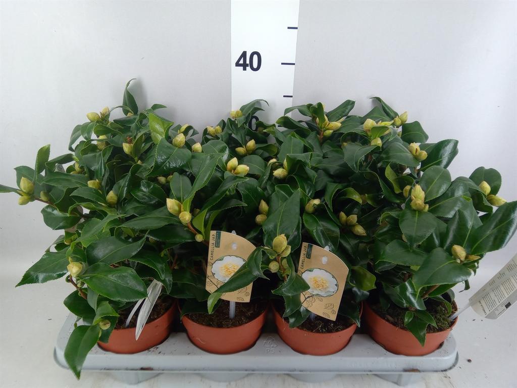Горшечные цветы и растения оптом Camellia Japonica brushfield Yell от 8шт из Голландии с доставкой по России