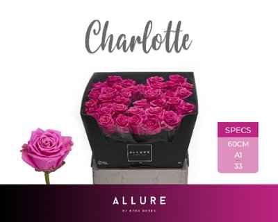 Срезанные цветы оптом Rosa la charlotte Allure от 40шт из Голландии с доставкой по России