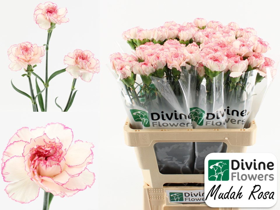 Срезанные цветы оптом Dianthus st mudah rosa от 80шт из Голландии с доставкой по России