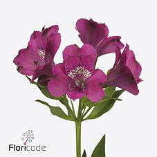 Срезанные цветы оптом Alstroemeria casanova от 50шт из Голландии с доставкой по России