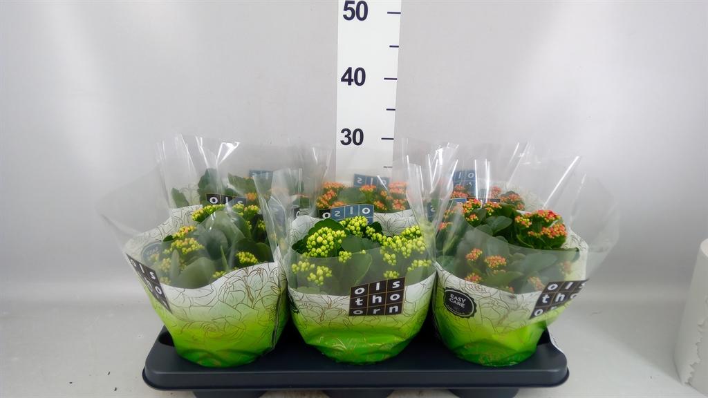 Горшечные цветы и растения оптом Kalanchoe Blos. ..rosebud Mix 4 от 6шт из Голландии с доставкой по России