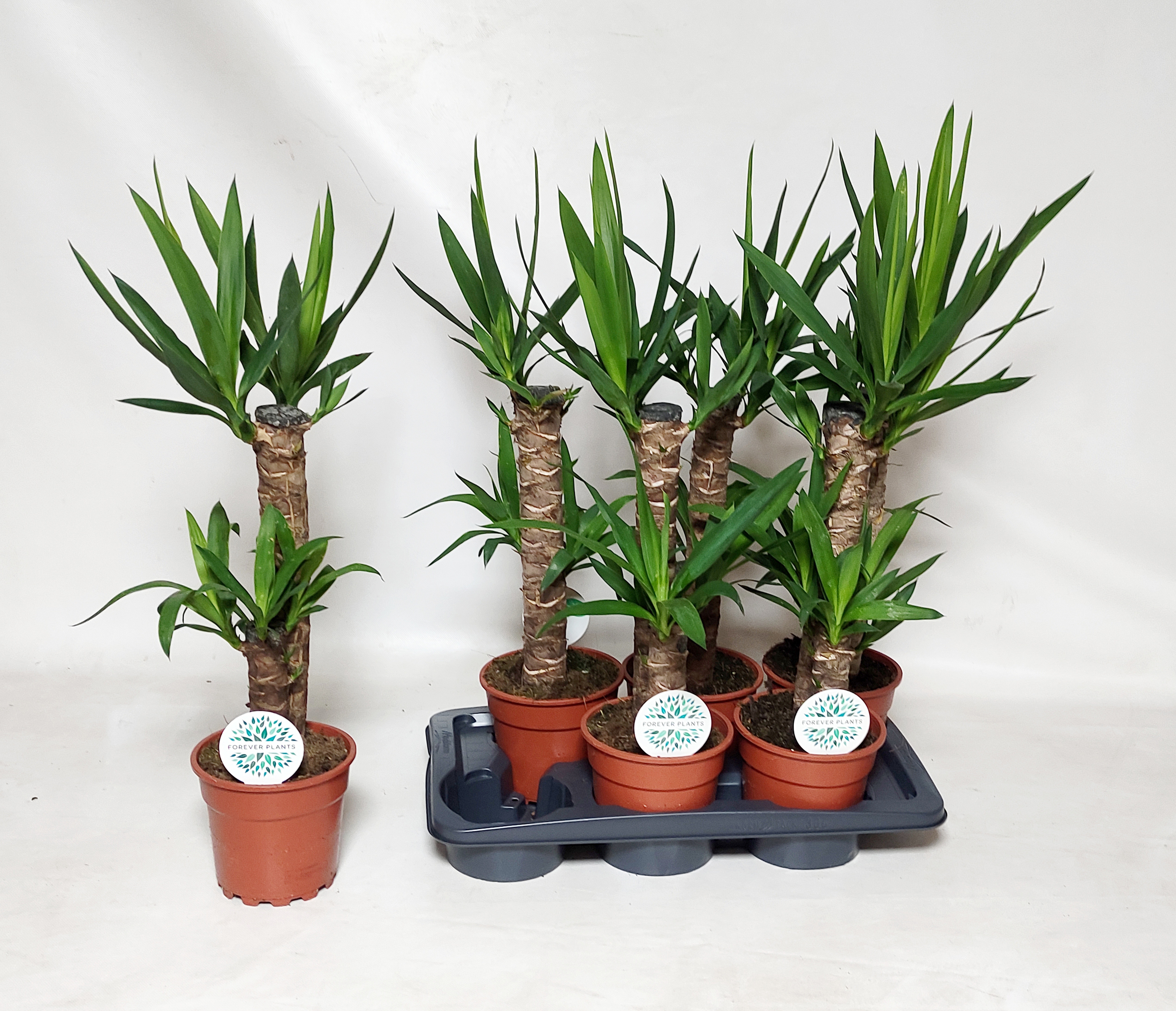 Горшечные цветы и растения оптом Yucca от 6шт' из Голландии с доставкой по России