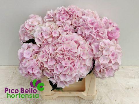 Срезанные цветы оптом Hydrangea my beautiful pink touch от 10шт из Голландии с доставкой по России