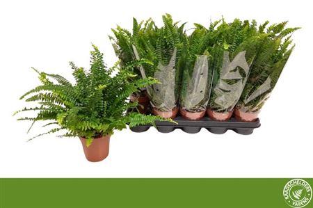 Горшечные цветы и растения оптом Nephrolepis Green Lady от 10шт из Голландии с доставкой по России