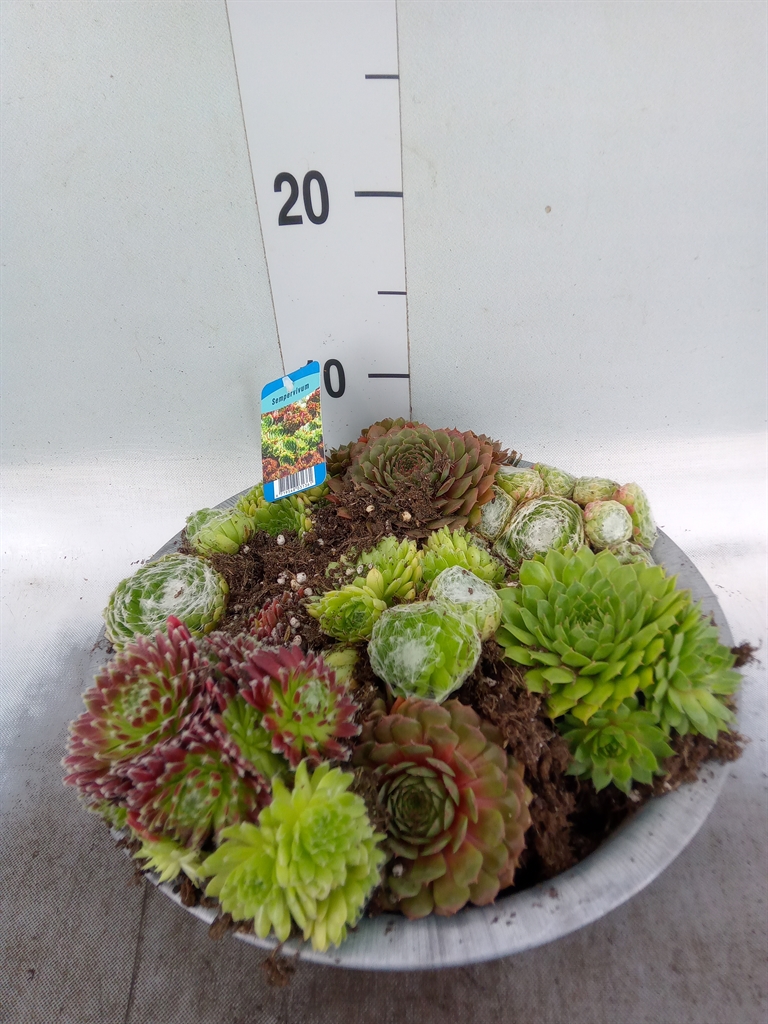 Горшечные цветы и растения оптом Sempervivum   ... от 1шт из Голландии с доставкой по России
