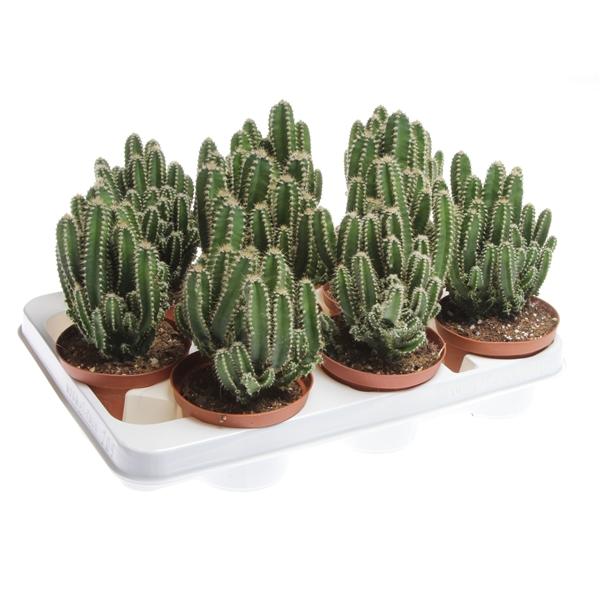 Горшечные цветы и растения оптом Cereus Florida от 9шт из Голландии с доставкой по России